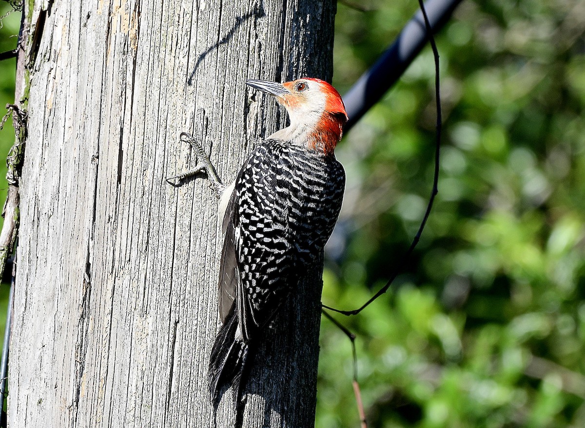 Red-bellied Woodpecker - ML619418840