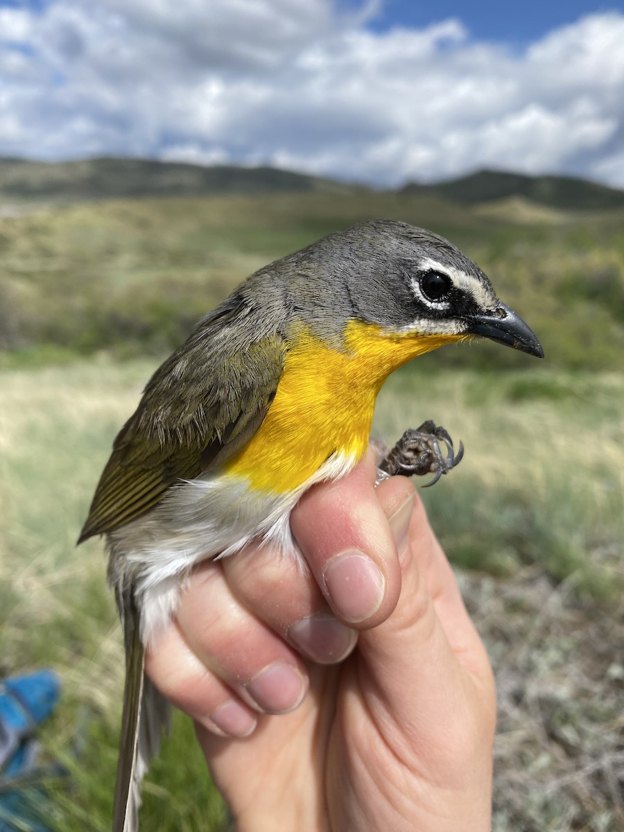 Yellow-breasted Chat - ML619418865