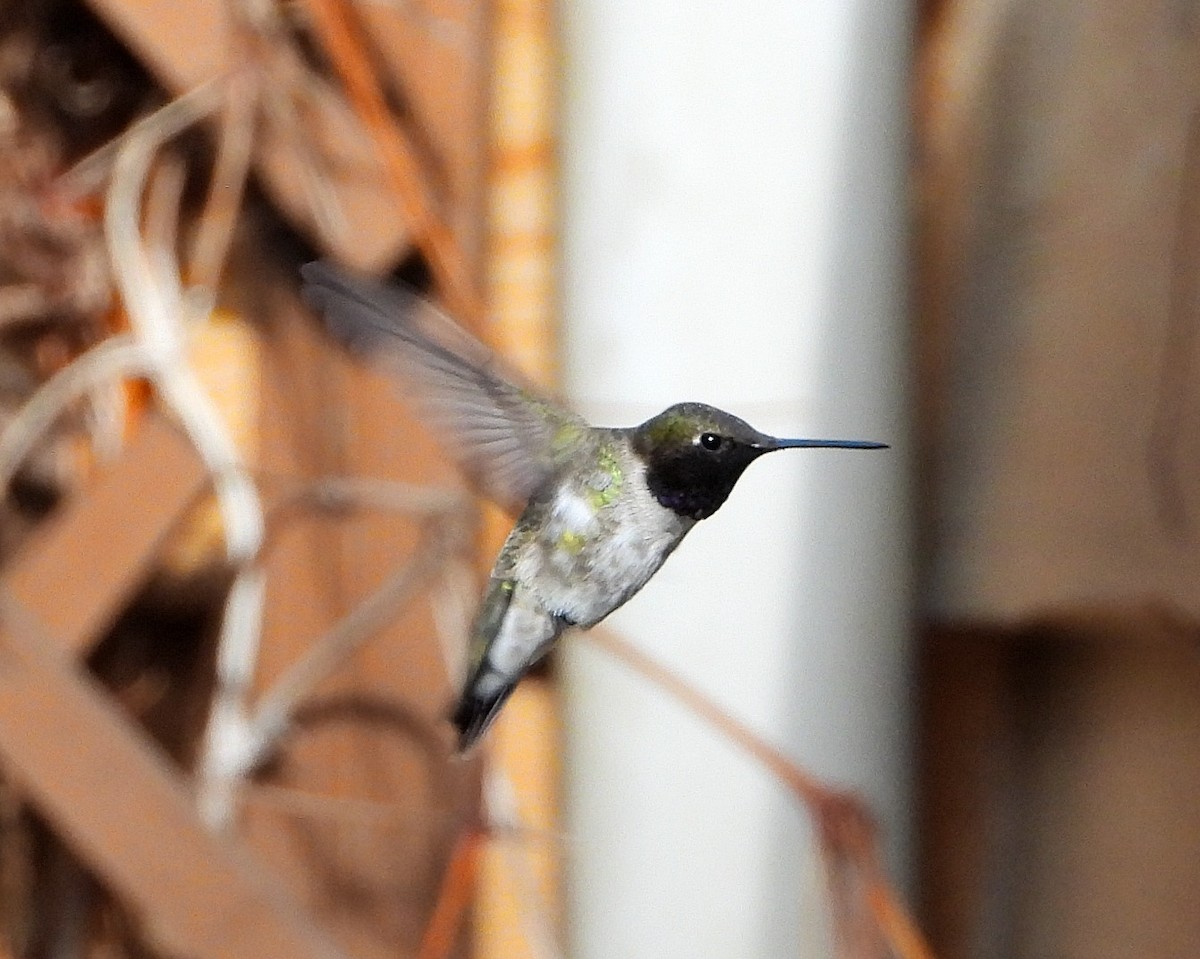 Black-chinned Hummingbird - ML619418876