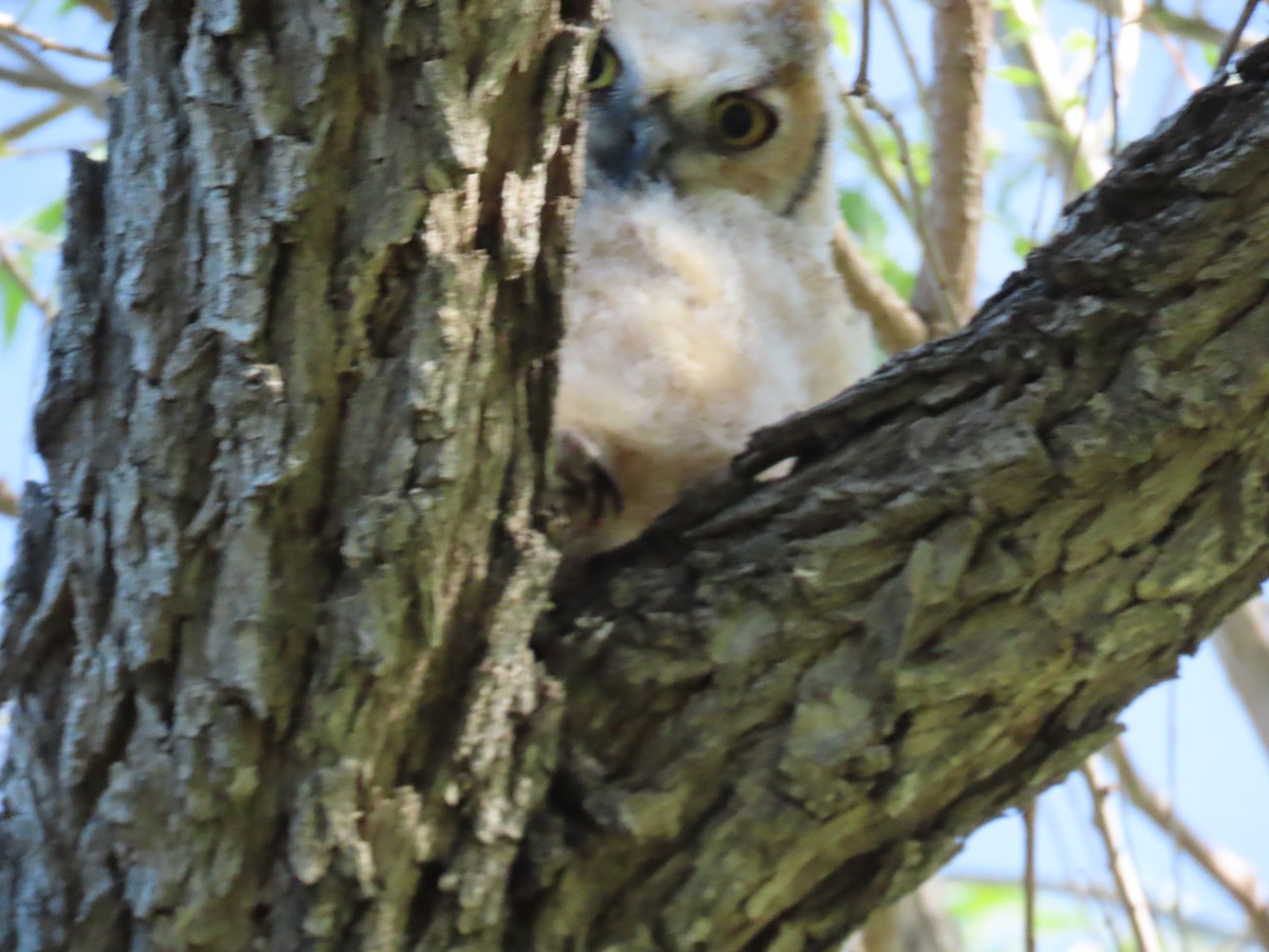 Great Horned Owl - ML619418919