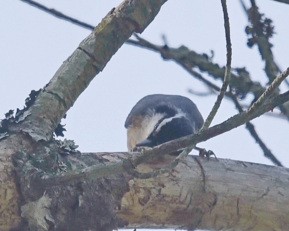 Red-breasted Nuthatch - ML619418950