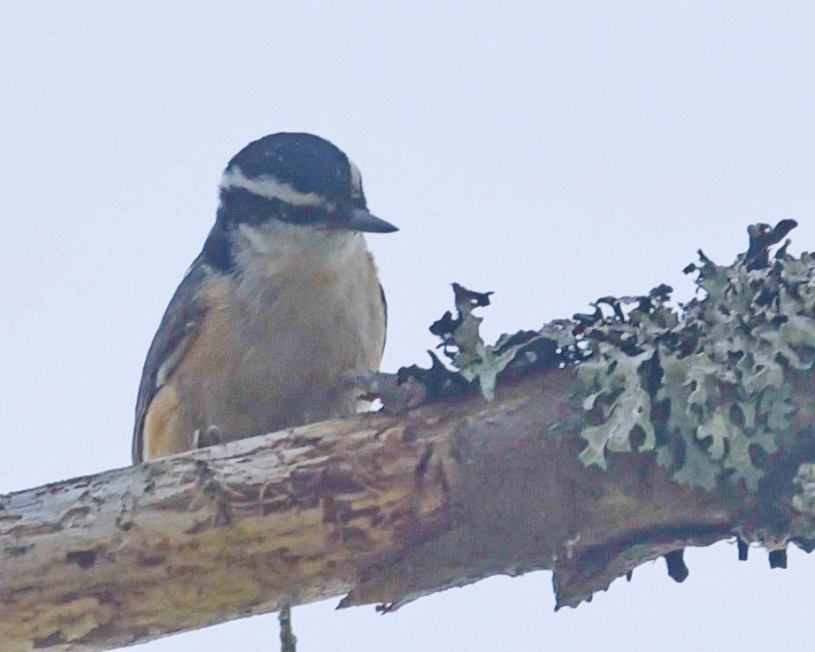 Red-breasted Nuthatch - ML619418971