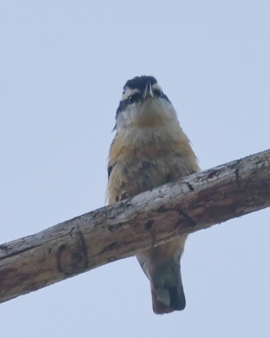 Red-breasted Nuthatch - ML619418975