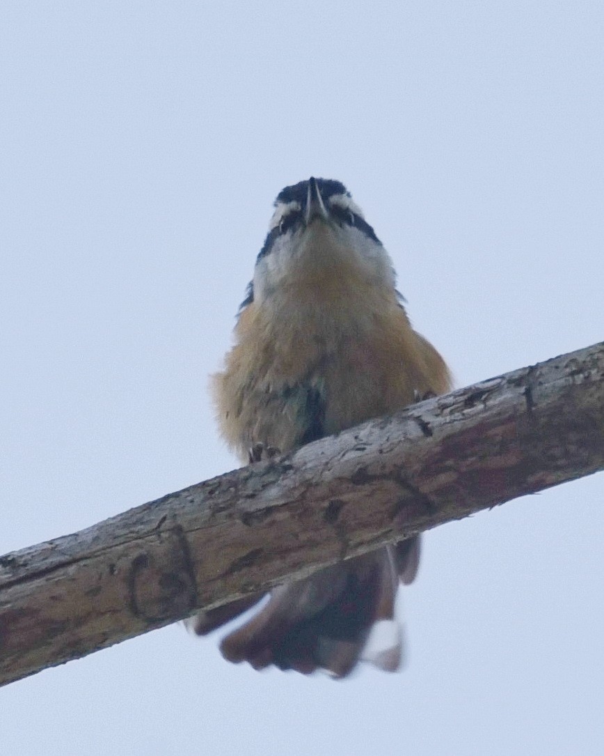 Red-breasted Nuthatch - ML619418979