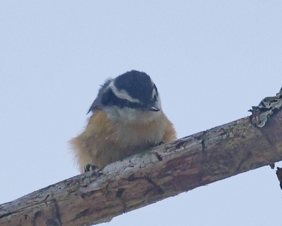 Red-breasted Nuthatch - ML619418985