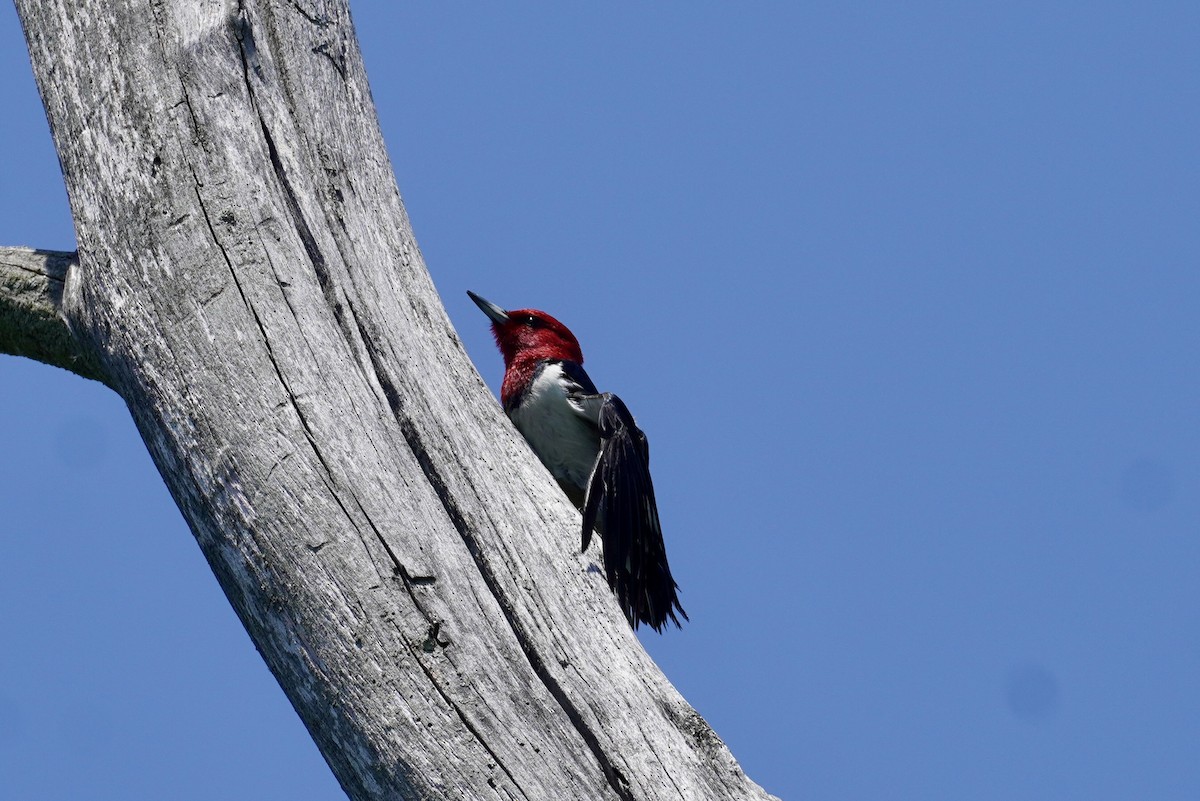 Red-headed Woodpecker - ML619419055