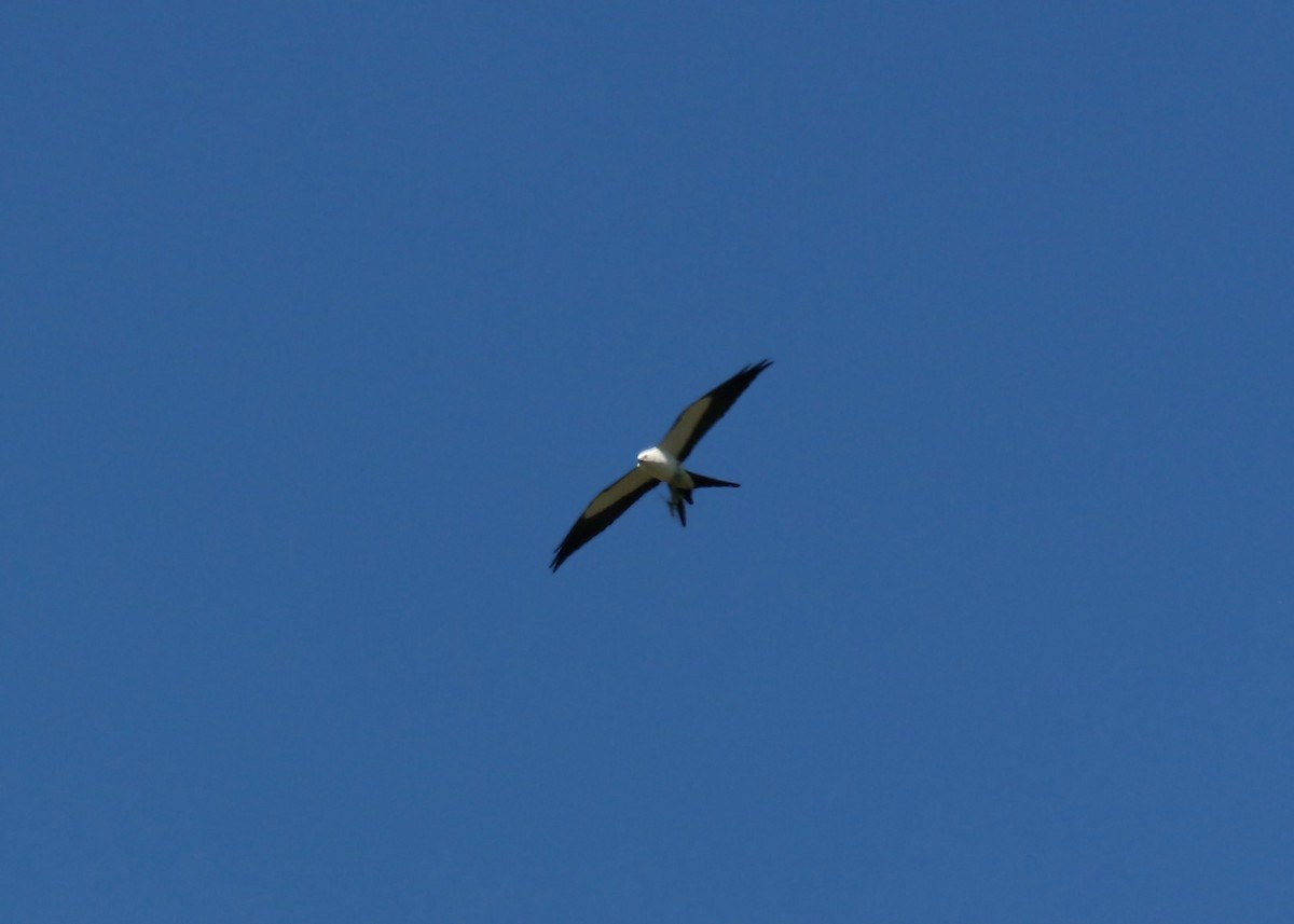 Swallow-tailed Kite - ML619419090