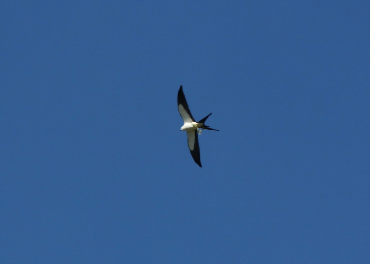 Swallow-tailed Kite - ML619419091