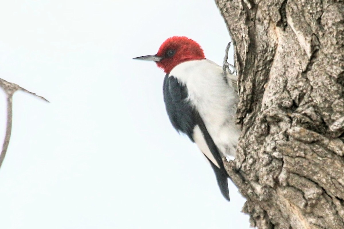 Red-headed Woodpecker - ML619419099