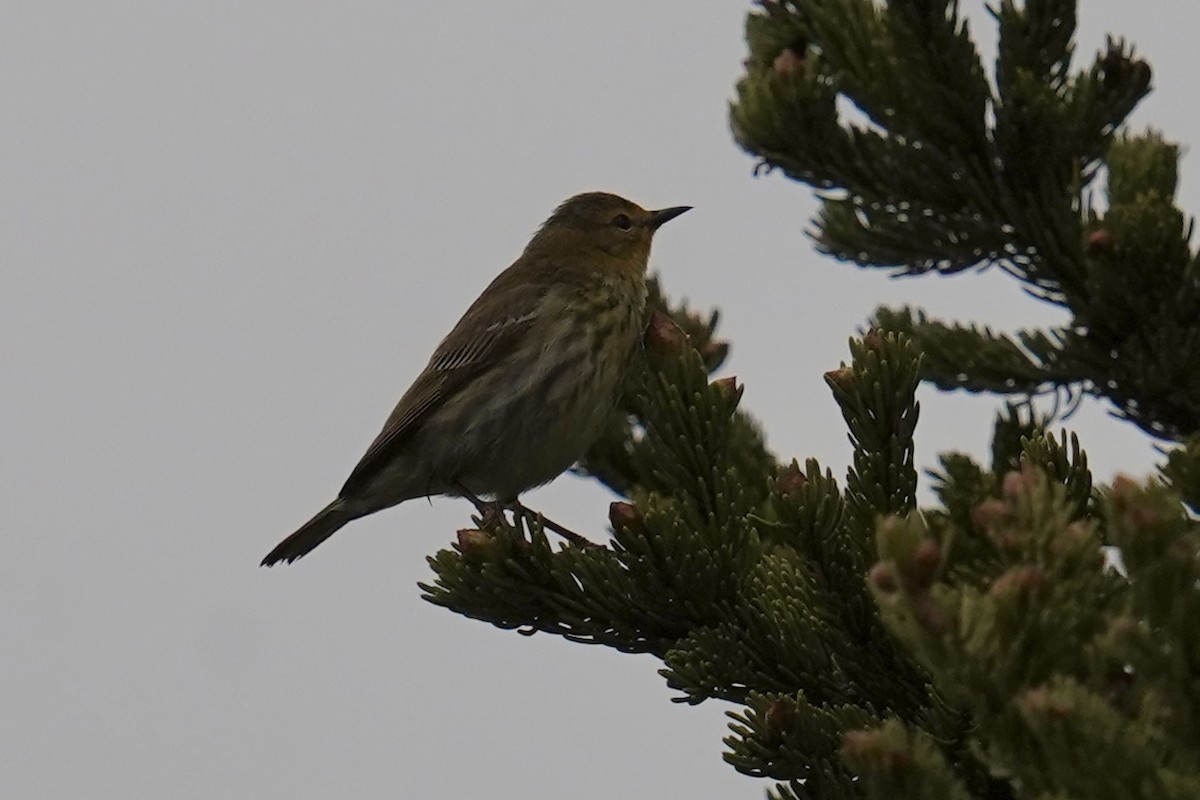 Cape May Warbler - ML619419101