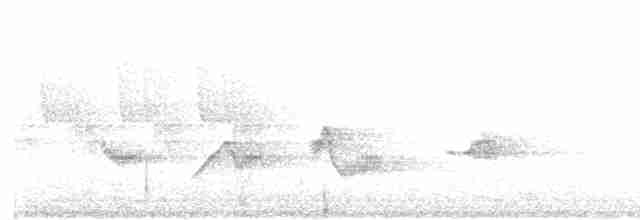 Kara Kanatlı Piranga - ML619419132