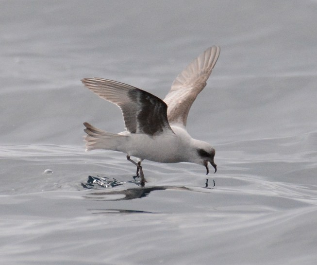 Fork-tailed Storm-Petrel - ML619419224