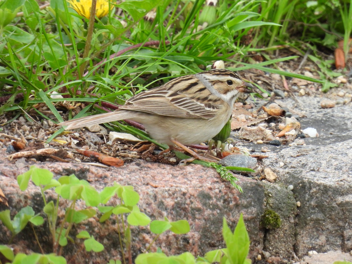 Clay-colored Sparrow - ML619419242
