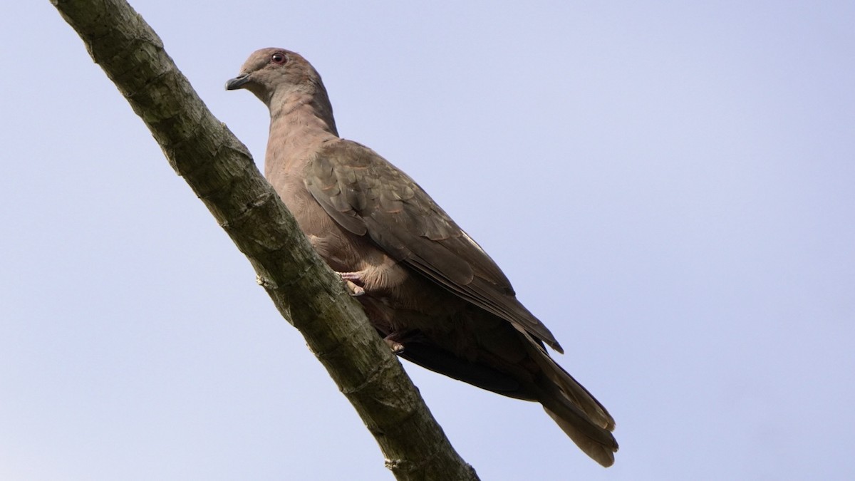 Pigeon à bec noir - ML619419284