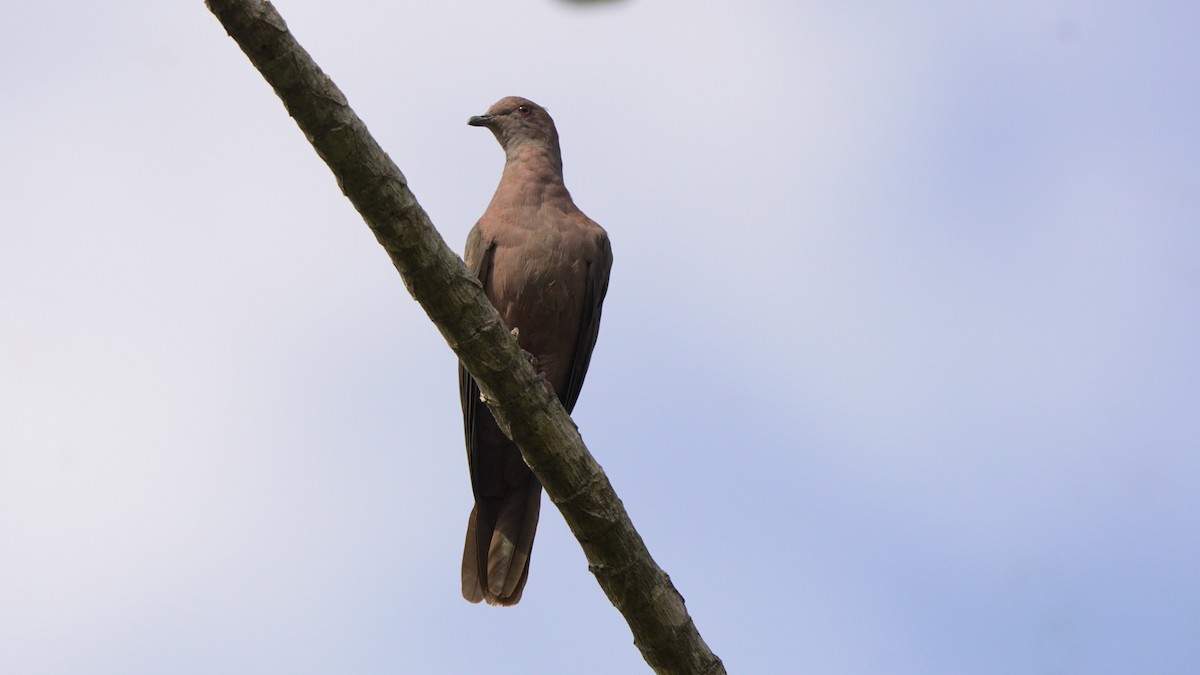 holub krátkozobý - ML619419285