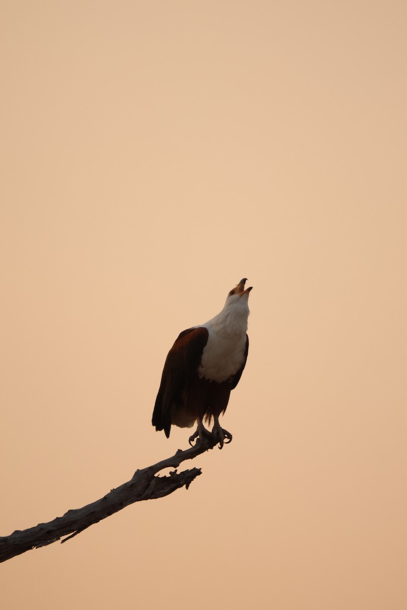 African Fish-Eagle - ML619419287