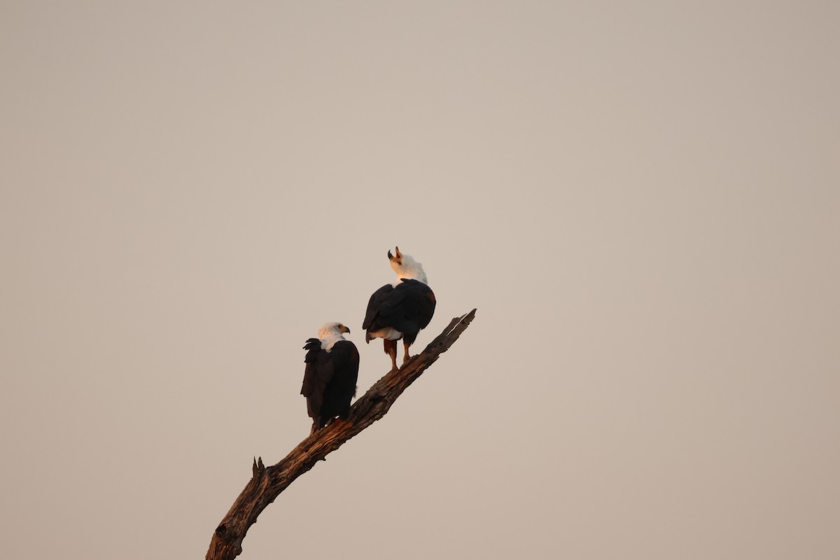 African Fish-Eagle - ML619419288