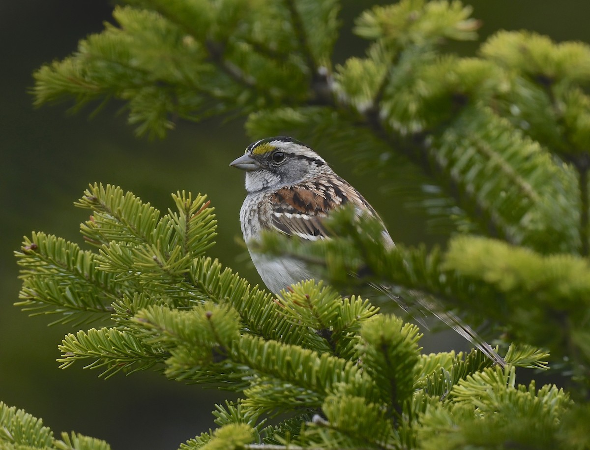 White-throated Sparrow - ML619419303