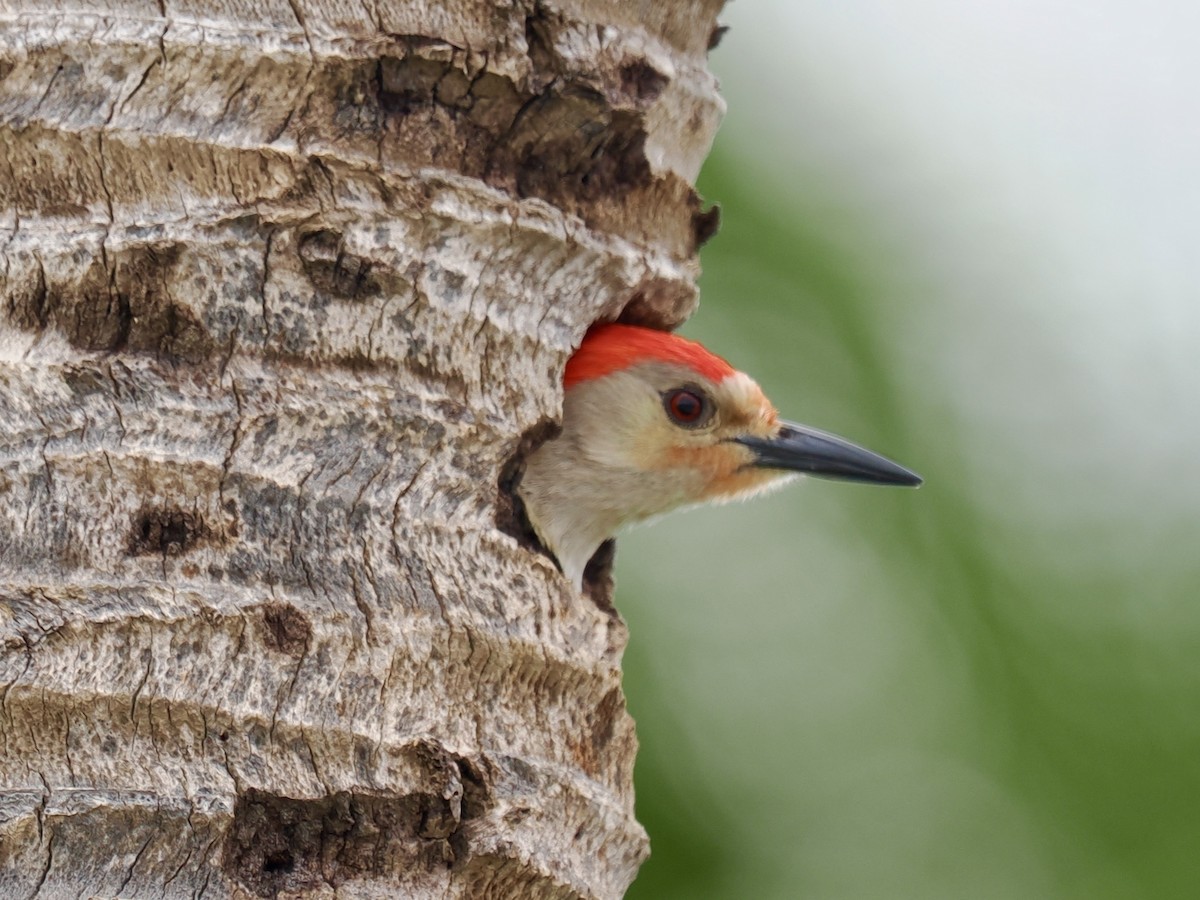 Red-bellied Woodpecker - ML619419338