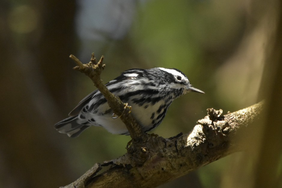 Black-and-white Warbler - ML619419393