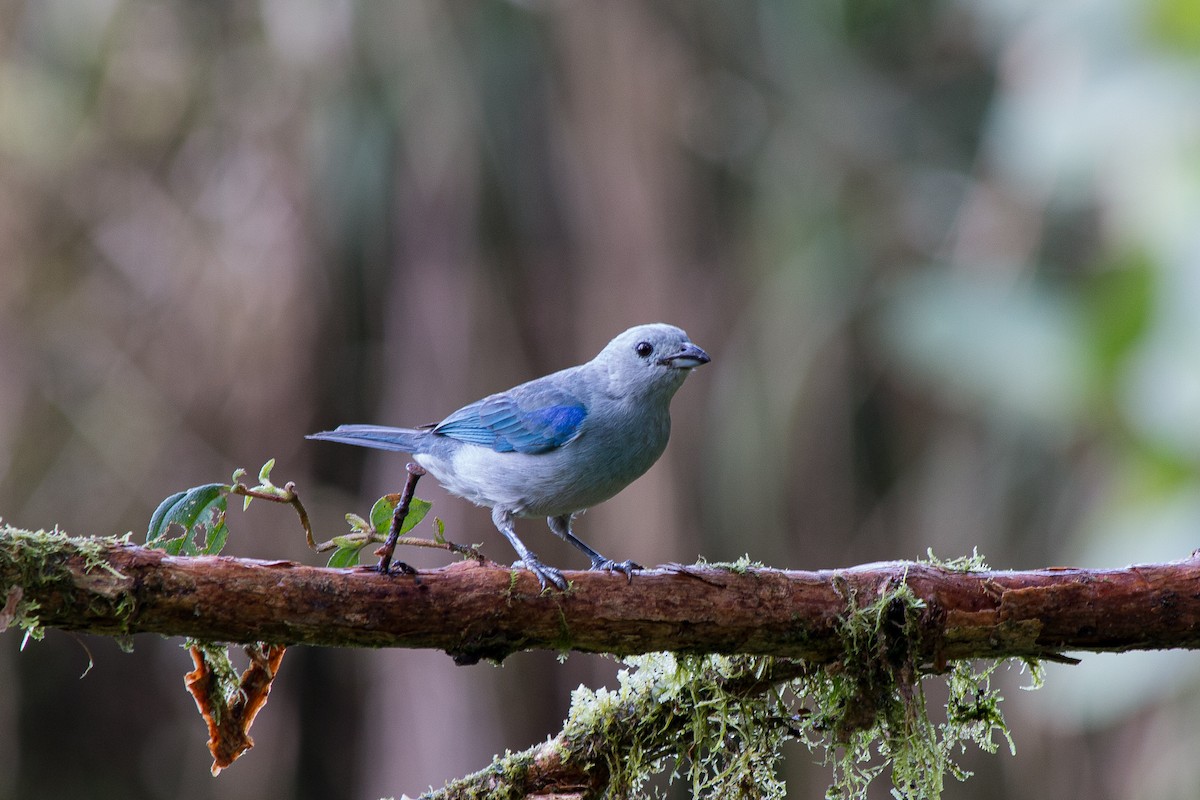 Blue-gray Tanager - ML619419428