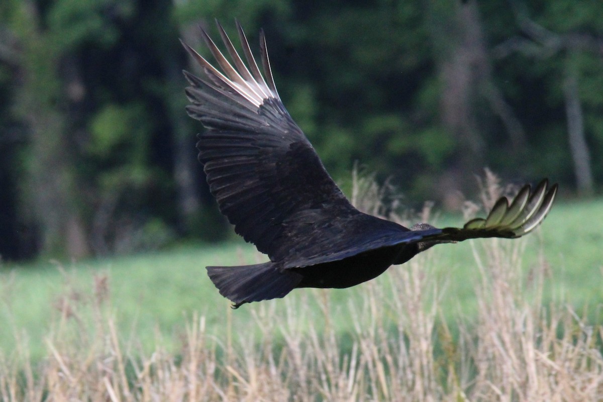 Black Vulture - ML619419455