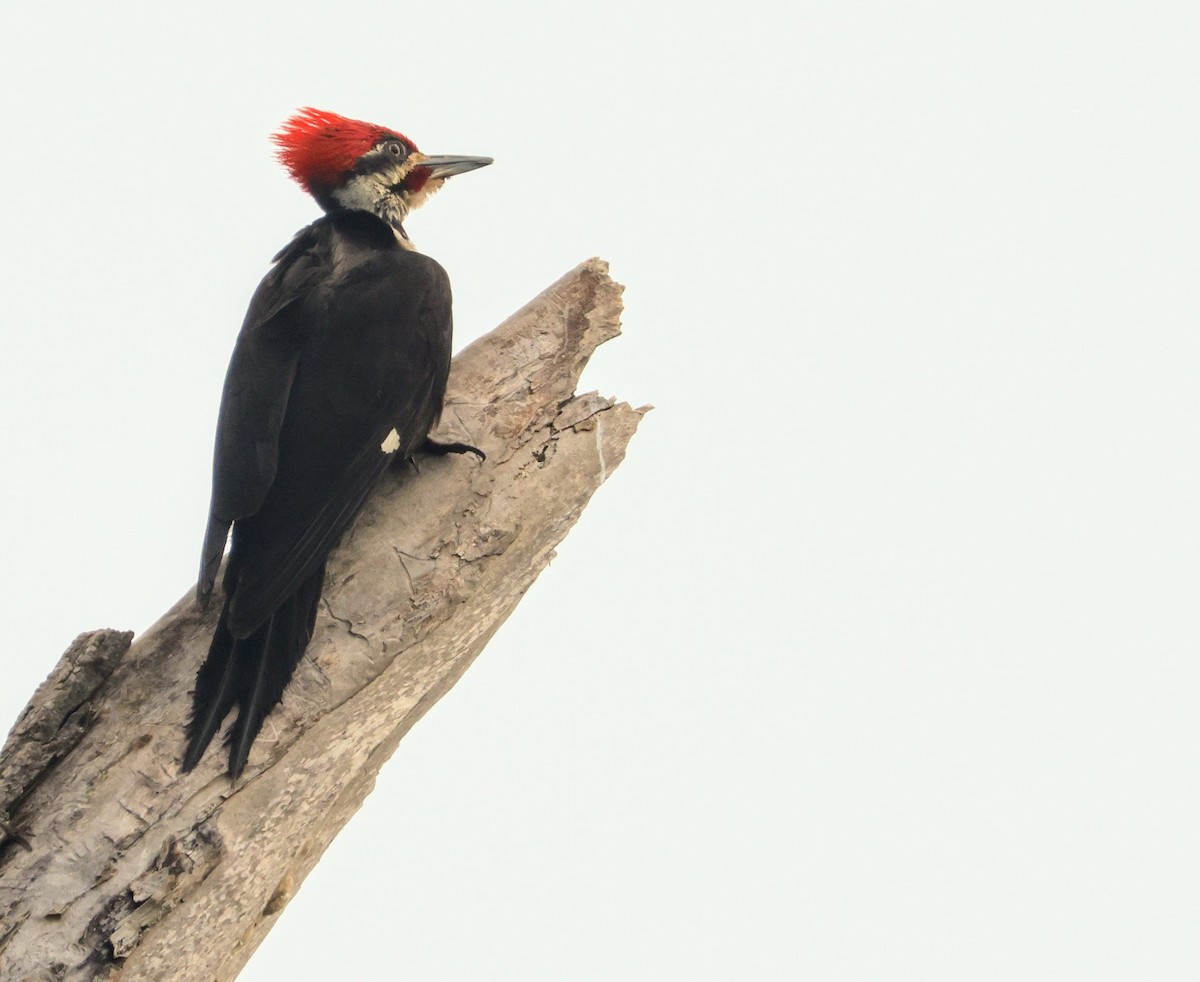 Pileated Woodpecker - ML619419552