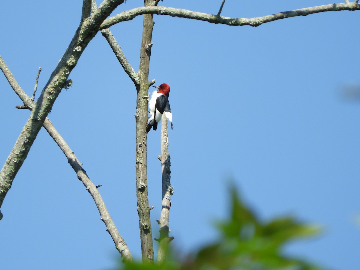 Red-headed Woodpecker - ML619419575