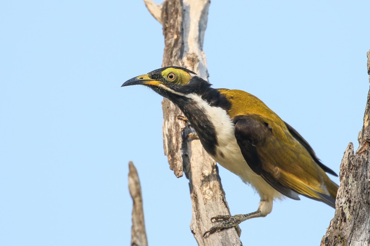 Blue-faced Honeyeater (White-quilled) - ML619419578