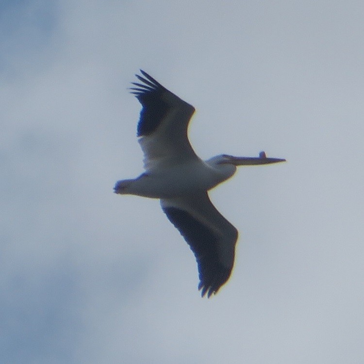 American White Pelican - ML619419580