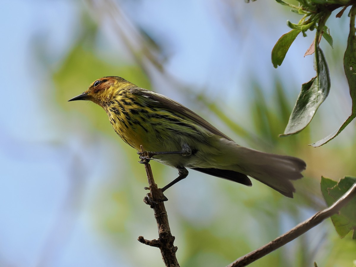 Cape May Warbler - ML619419585