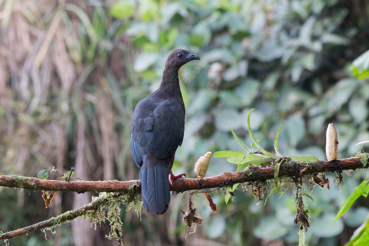 Sickle-winged Guan - ML619419623