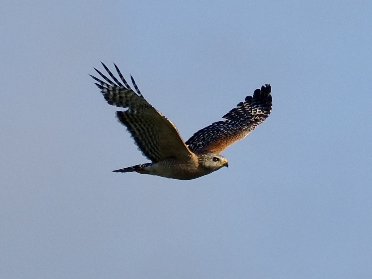 Red-shouldered Hawk (extimus) - ML619419626