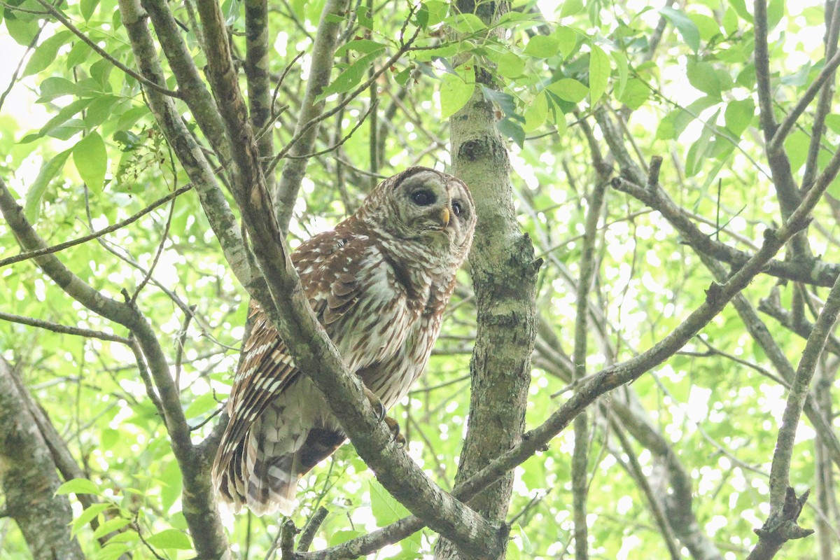 Barred Owl - ML619419628