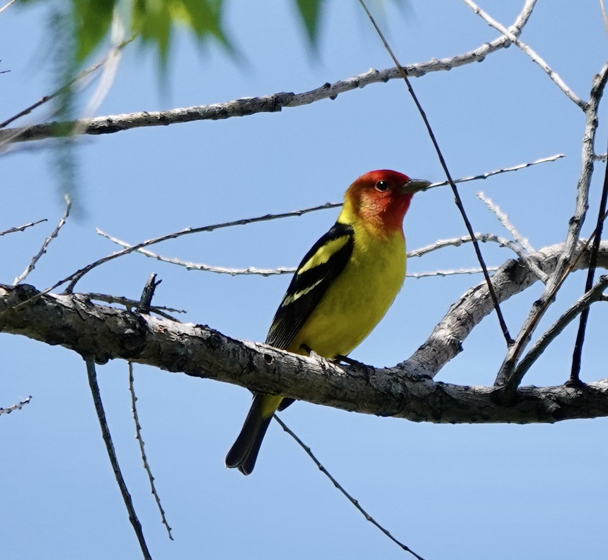 Western Tanager - ML619419657