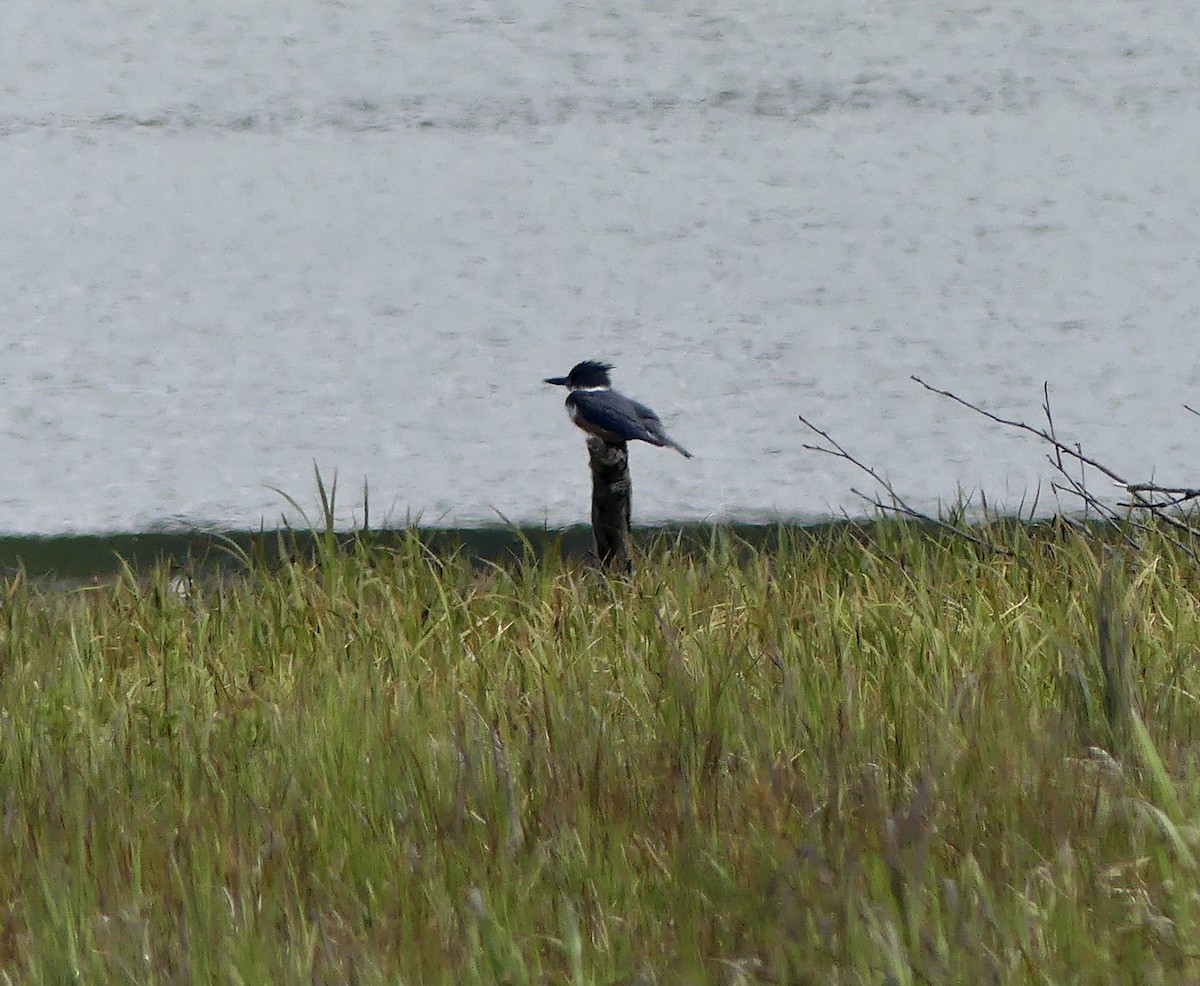 Belted Kingfisher - ML619419715