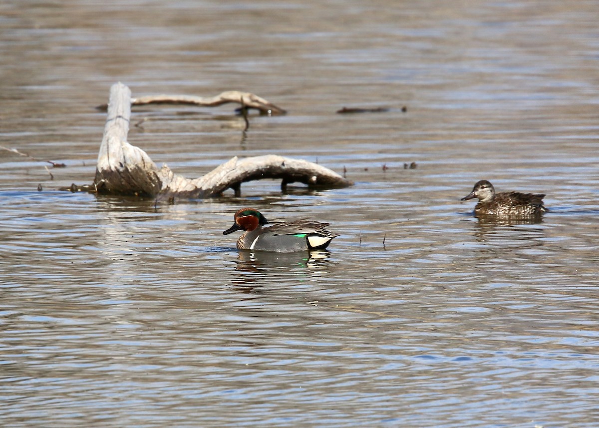 Green-winged Teal - ML619419721