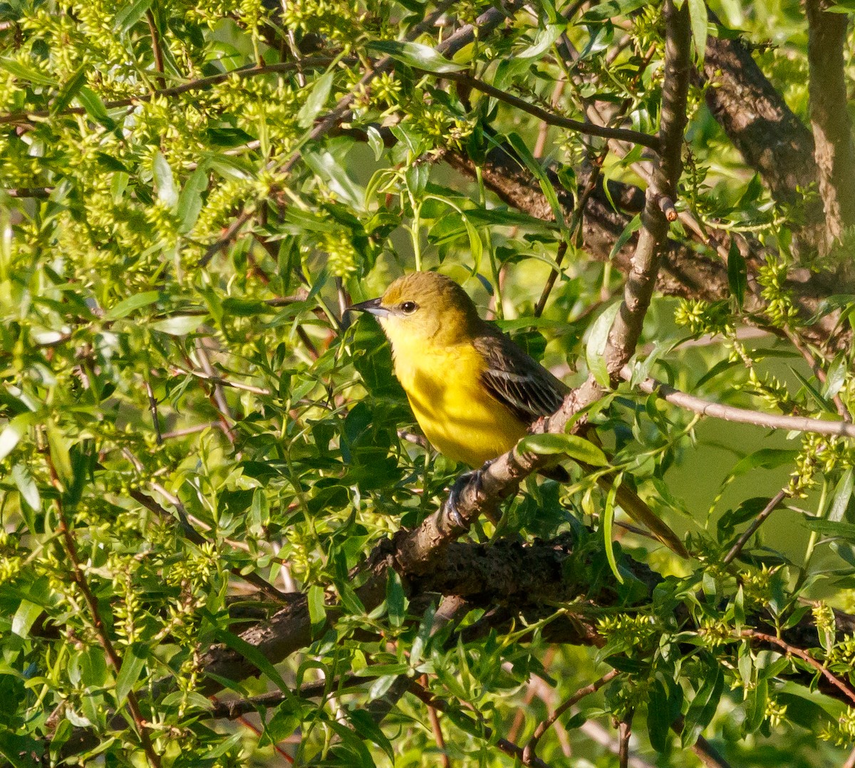 Orchard Oriole - ML619419731