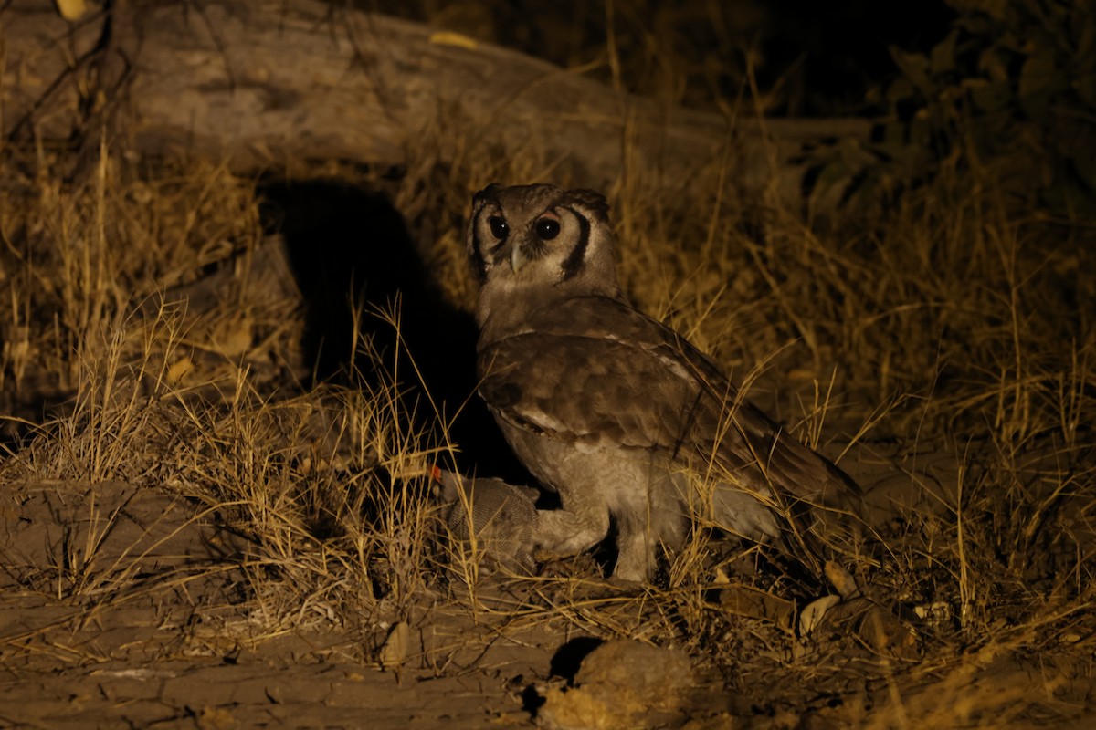 Southern White-faced Owl - ML619419744