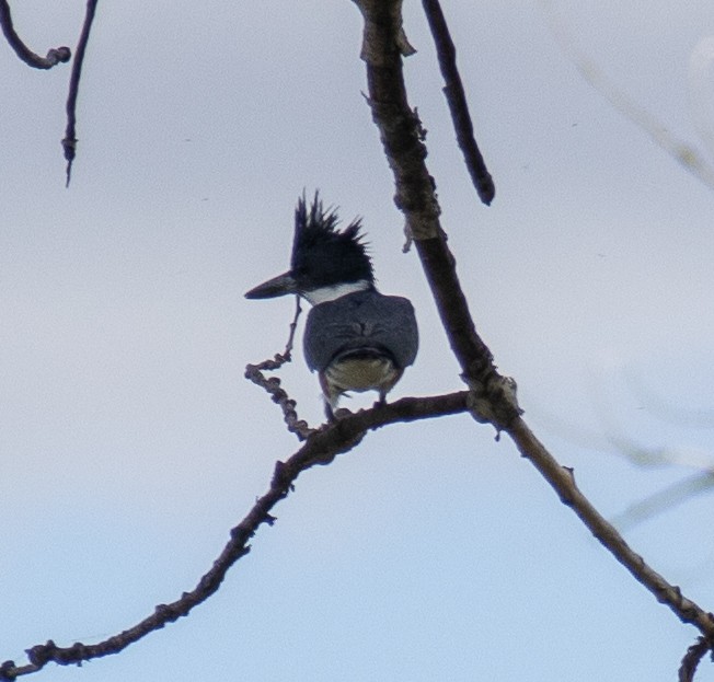 Belted Kingfisher - ML619419745