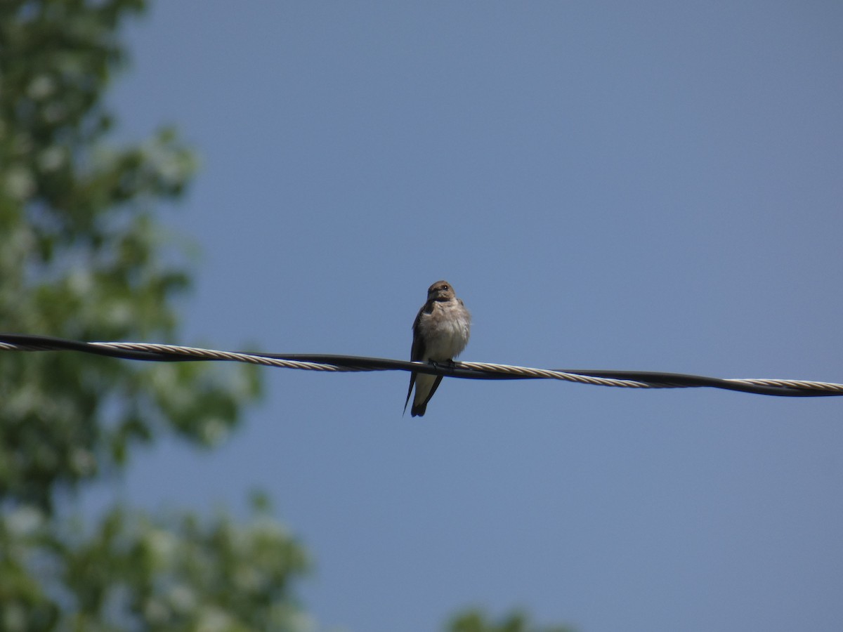 Northern Rough-winged Swallow - ML619419750