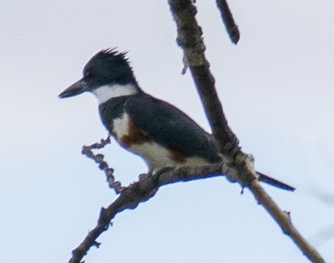 Belted Kingfisher - ML619419758