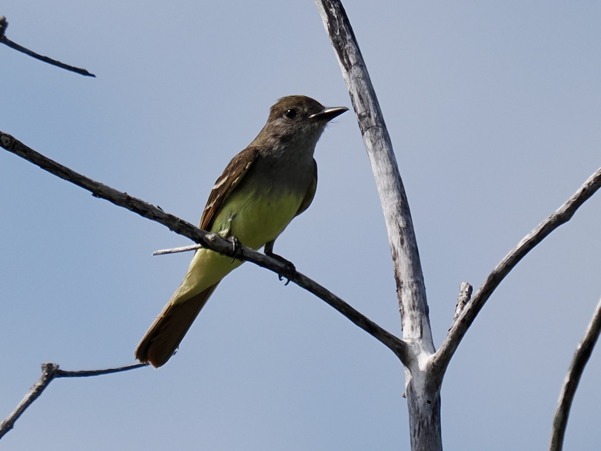 Great Crested Flycatcher - ML619419806
