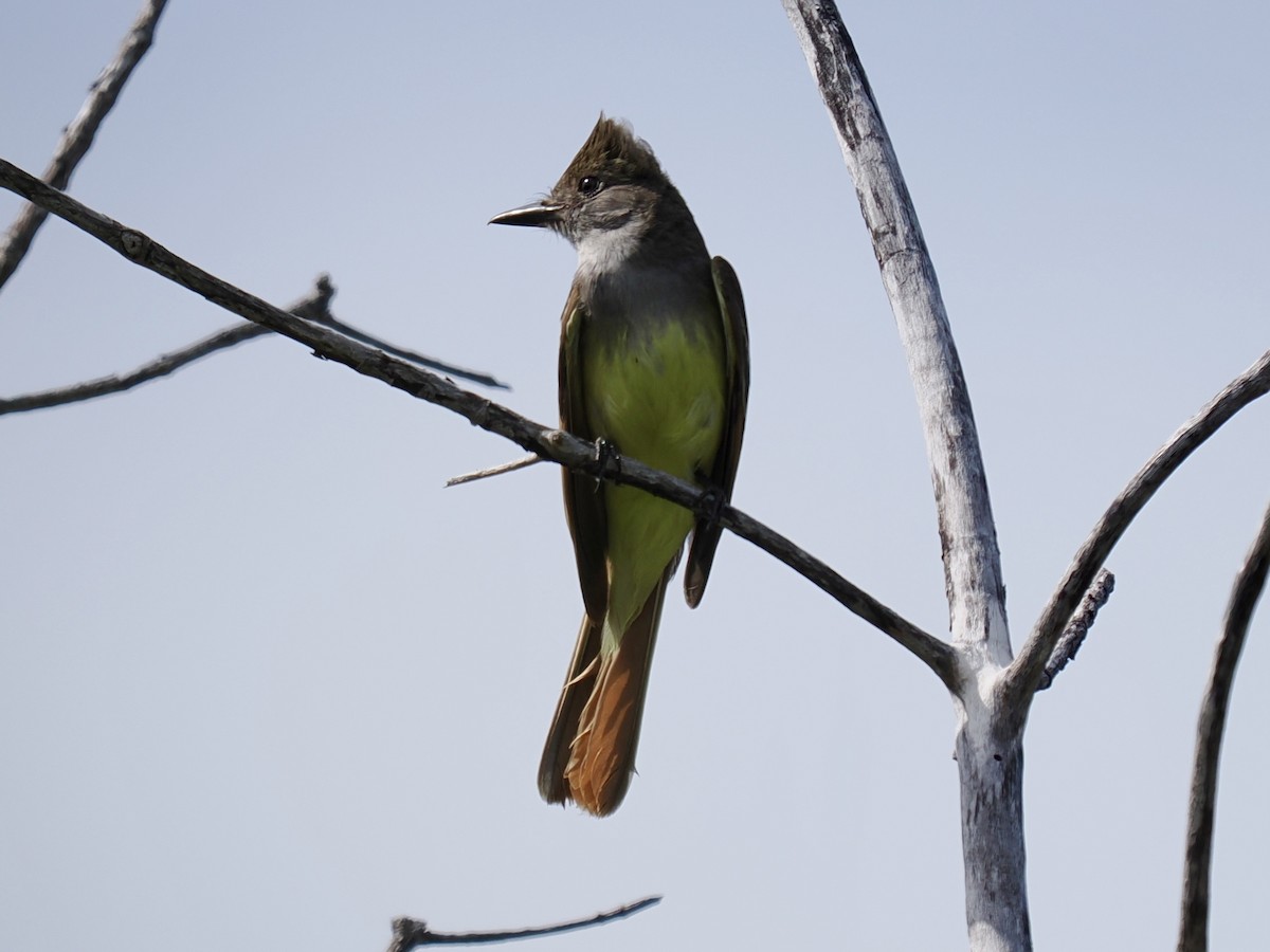 Great Crested Flycatcher - ML619419807