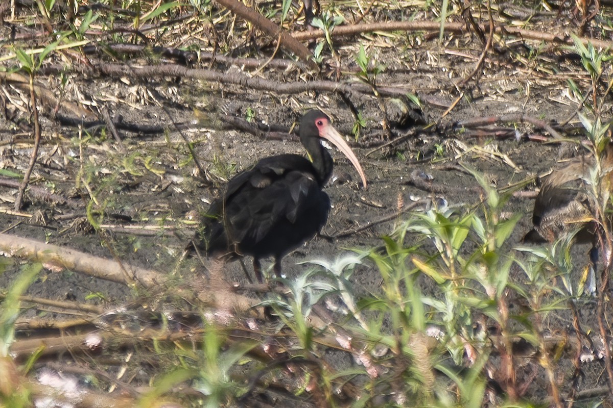 ibis tmavý - ML619419821