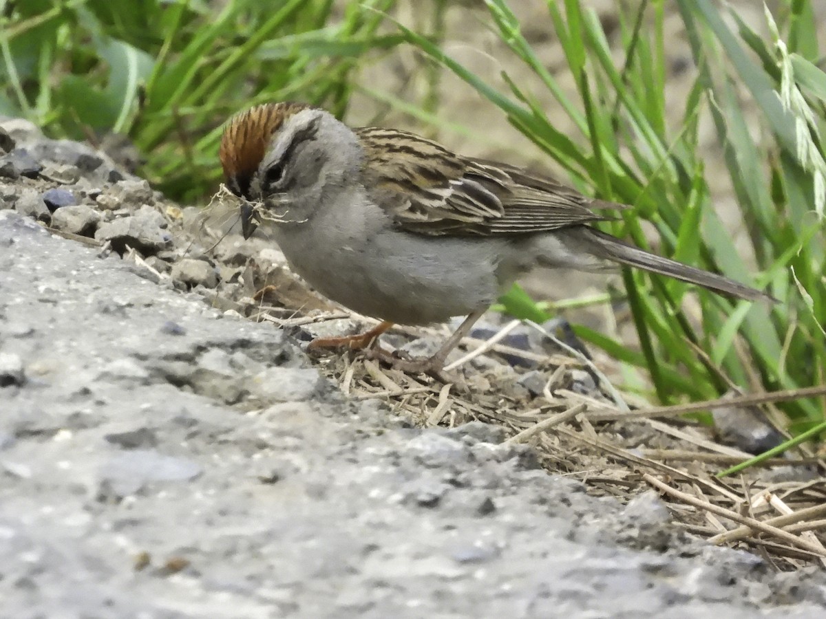 Chipping Sparrow - ML619419883