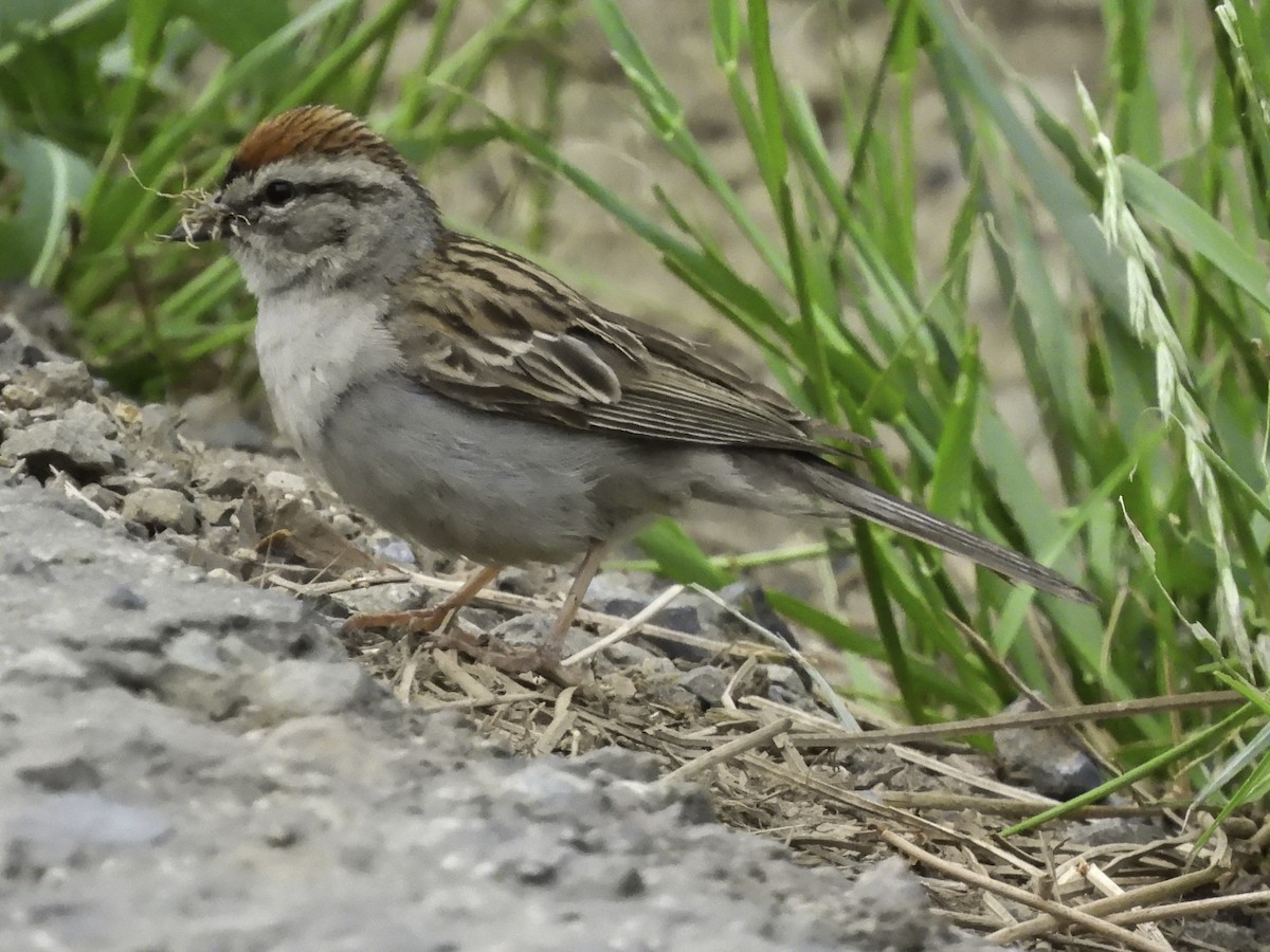 Chipping Sparrow - ML619419885