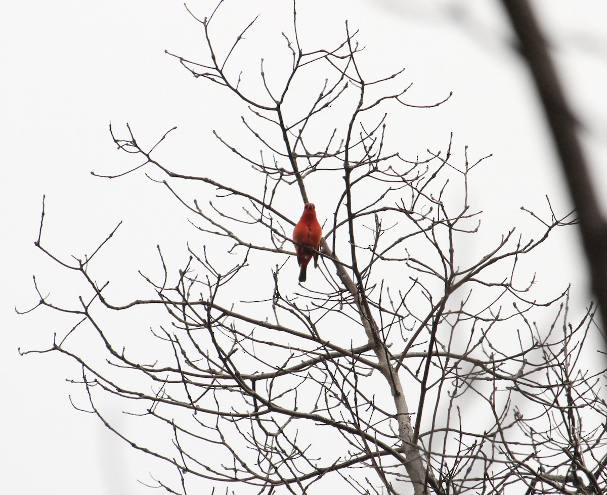Scarlet Tanager - ML619419946