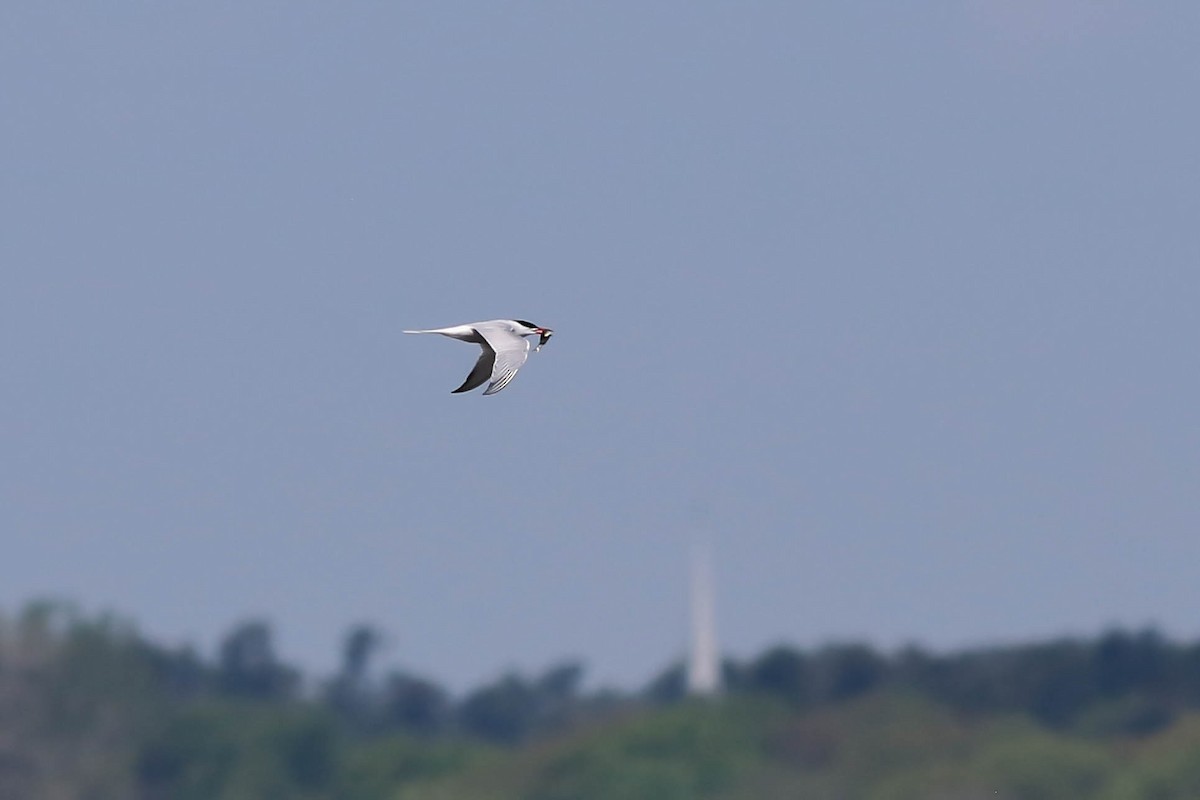 Common Tern - ML619419978