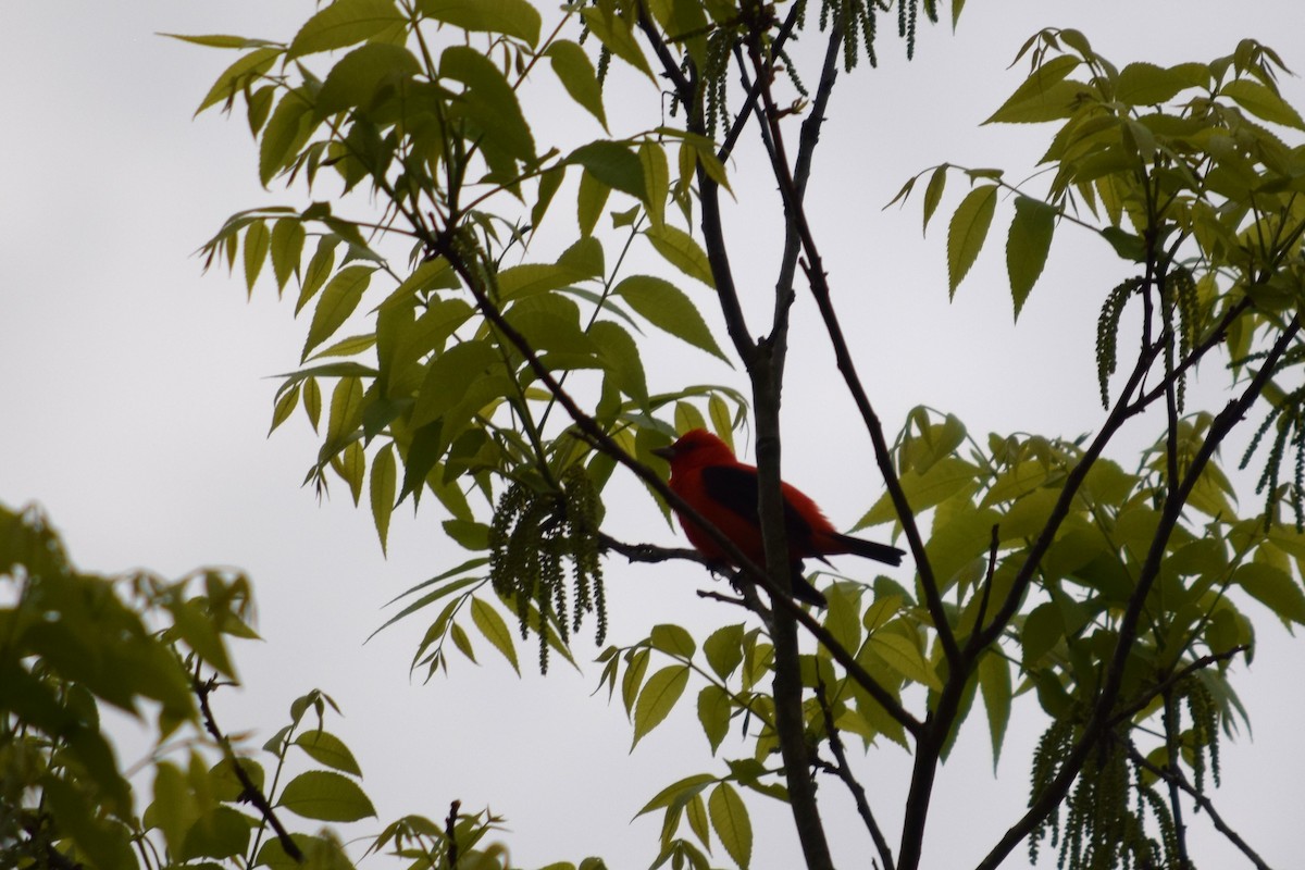 Scarlet Tanager - ML619419980